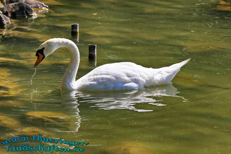 Elisabethpark und See Bad Liebenstein