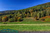 Wald bei Reurieth