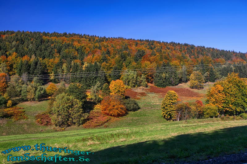 Wald bei Reurieth