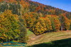 Wald bei Reurieth